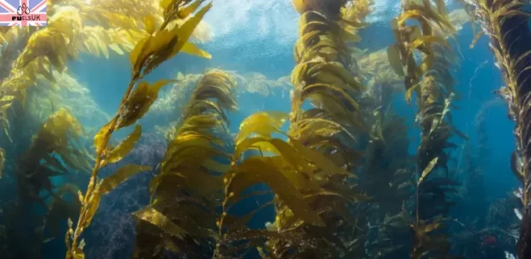 A wide-angle aerial shot of a large-scale seaweed farm with neat rows of lines and buoys floating on the calm, blue ocean surface