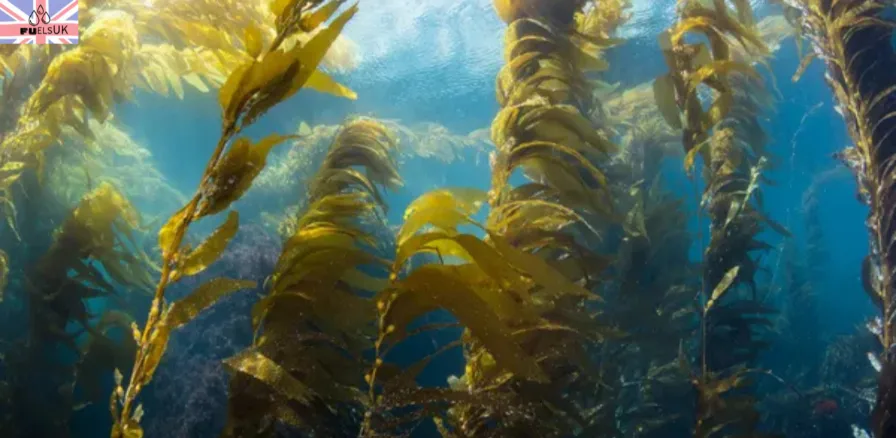 A wide-angle aerial shot of a large-scale seaweed farm with neat rows of lines and buoys floating on the calm, blue ocean surface