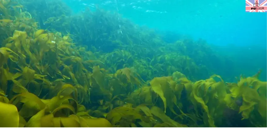  seaweed is a compelling renewable energy source for the UK